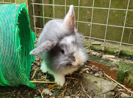 Lionhead x Lops