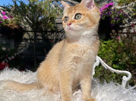 Golden Female Kitten Ready Now