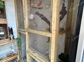 Canary for sale