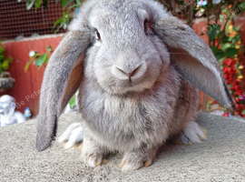 French lop ready now