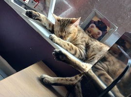 Bengal cat