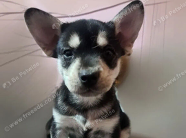 French bulldog X Siberian Husky