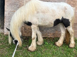 Ideal kids first pony
