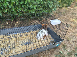 Male Lionhead rabbit and male lop rabbit