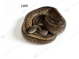 Various royal pythons for sale