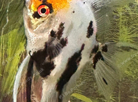 3 angel fish