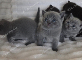 British shorthair kittens