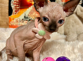 Sphynx kittens