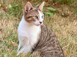 Stunning female kitten
