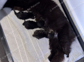 2 beautiful kittens ready September