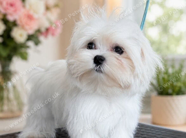 Last beautiful Korean Maltese girl available