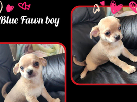 Chihuahua puppies