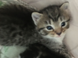 Kittens
