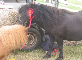 registered shetland filly