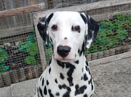 Nila the Dalmatian for sale