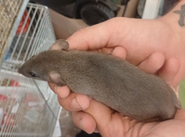 Dumbo and rex baby rats