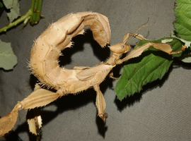 Macleays Spectre stick insect's Male & Female
