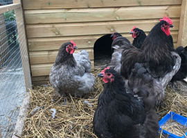 ORPINGTON HATCHING EGGS X 6 BLUE, BUFF, BLACK, SPLASH 24 hour tracked post