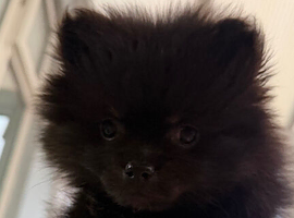 puppy
