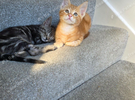 Gorgeous Maine Coon X Kittens Ready Now