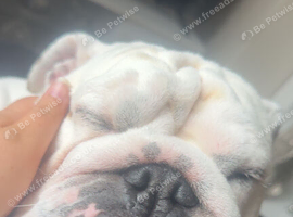 English bulldog KC reg