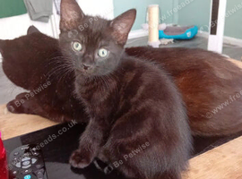 One 9 weeks old kittens looking for a lovely family