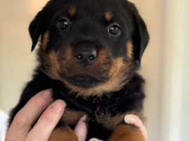 Rottweiler puppies
