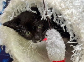 VERY LOVING BOY KITTEN READY NOW