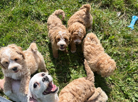 Cute Cavapoochon puppies