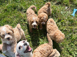 Cavachon x toy poodle puppies