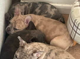 REDUCED to &pound;400 each! Merle French bulldogs
