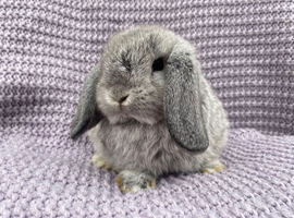 Mini lops