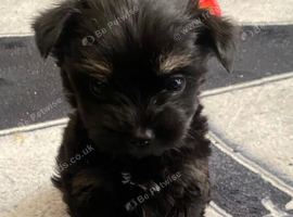 Yorkie Chihuahua