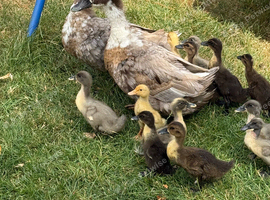 Blue Ducklings