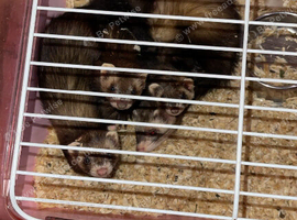 3 baby girls ferrets semi tame all 3/4 months eating drinking well