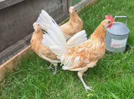 Trio of young Friesian Fowl