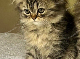Persian kittens