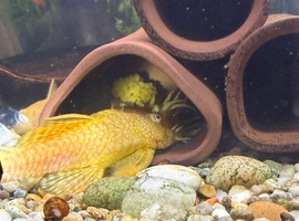 Albino bristlenose plecos