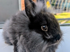 Dwarf Lionhead Bunny