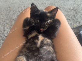 kitten for sale