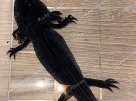 Black melanoid axolotl