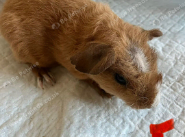 Lovely baby Guinea pigs