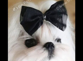 Miniature Korean maltese stud