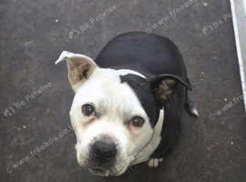 Staffordshire for sale a lovely girl