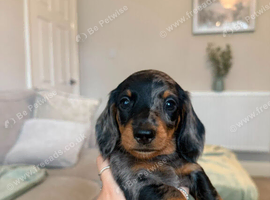 BEAUTIFUL MINIATURE DACHSHUNDS