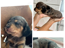 Miniature dachshund puppies for sale - ready after September 30th