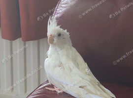 Albino girl
