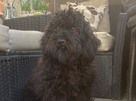 Poodle