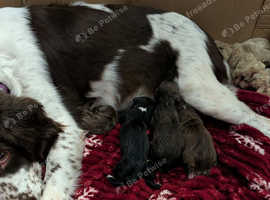 Sproodle baby boys