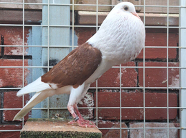 Fancy pigeons for sale